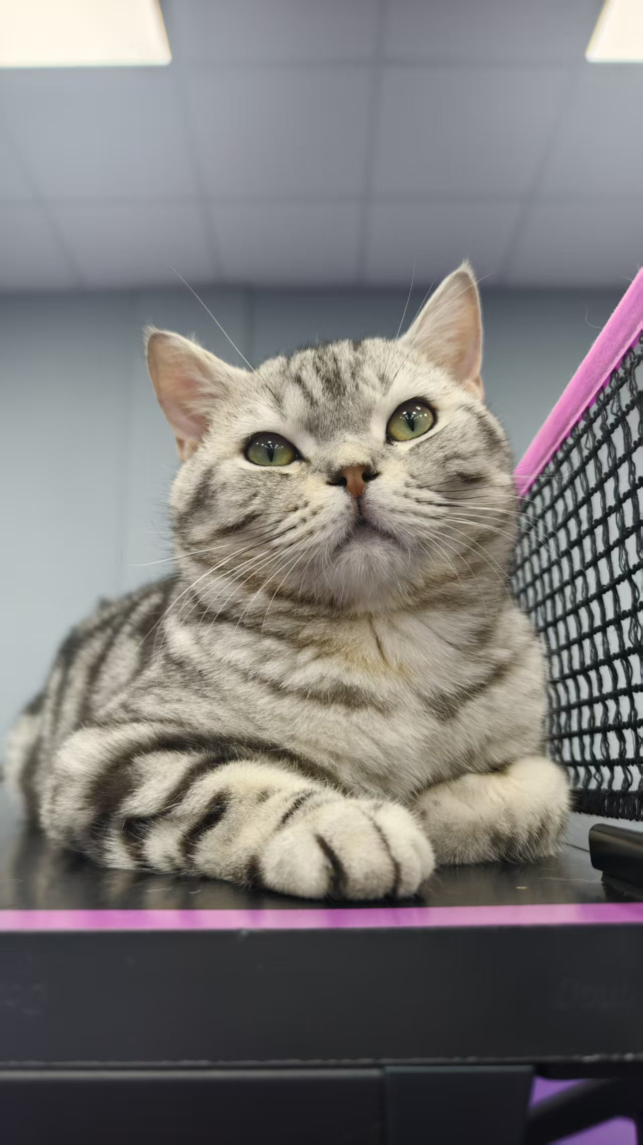 波波 · 驻馆猫